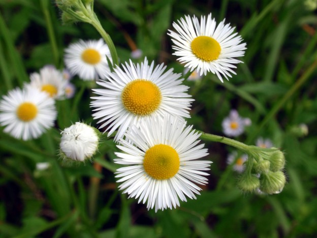 ハルジオンが咲く頃を聴いた